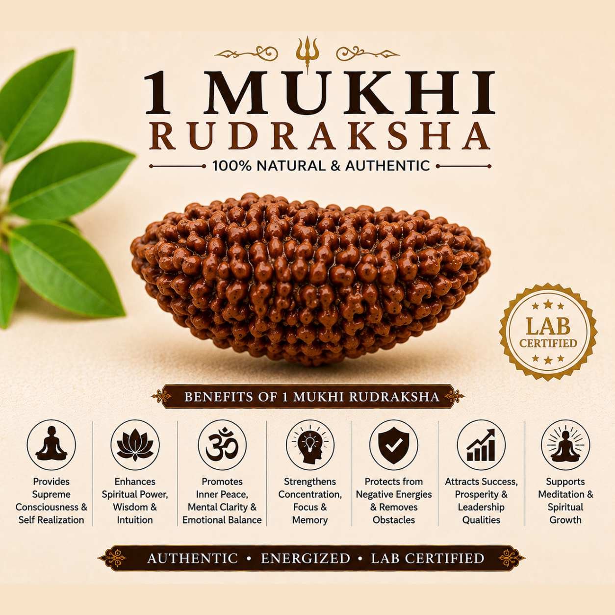 1 Mukhi Rudraksha