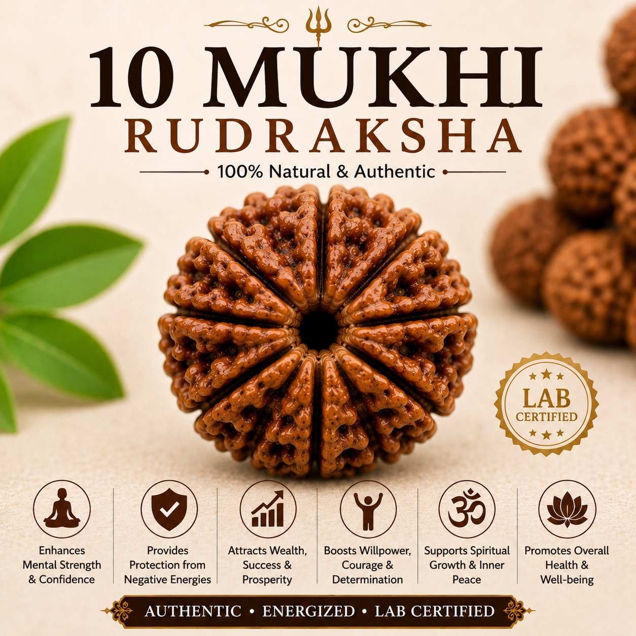 10 Mukhi Rudraksha