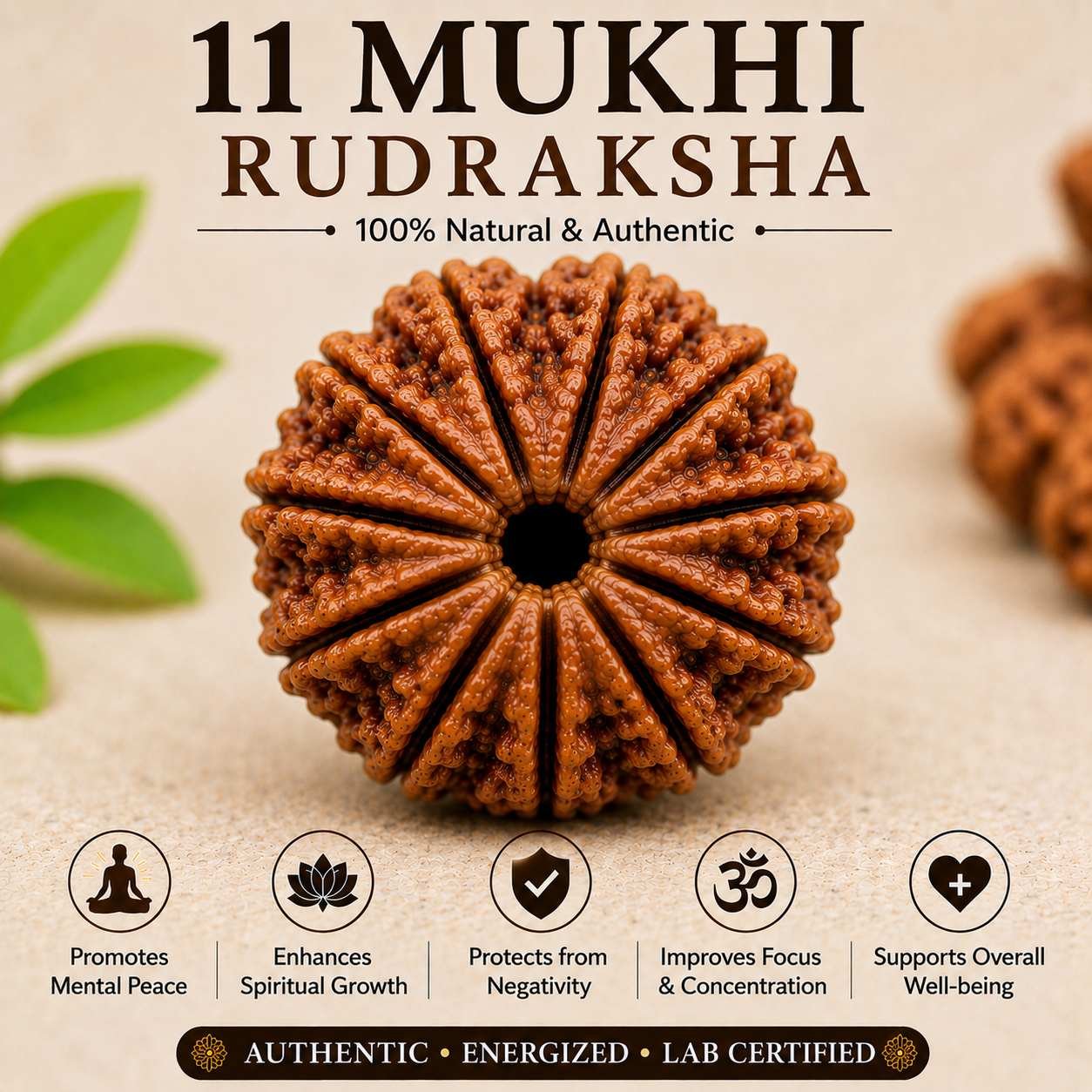 11 Mukhi Rudraksha