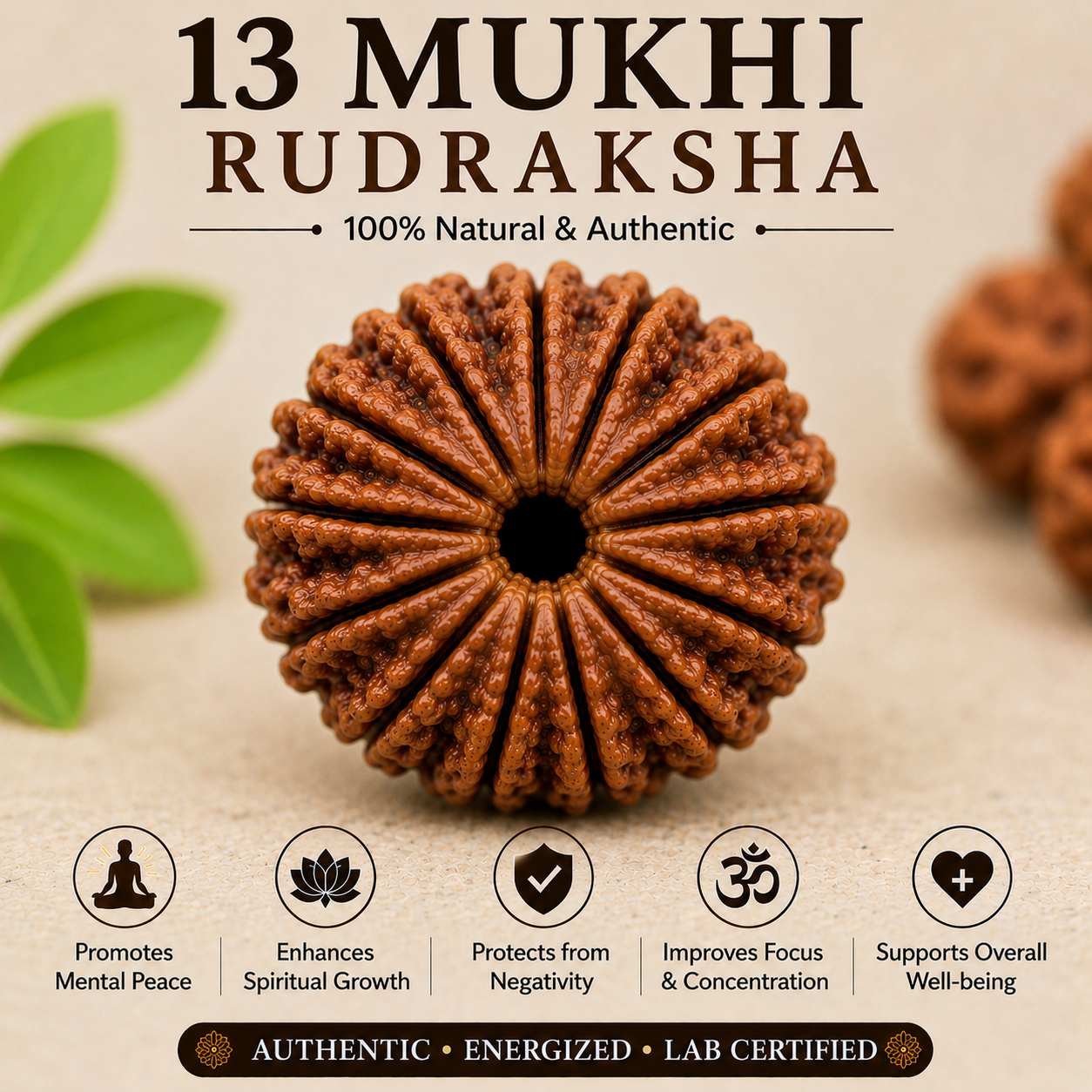 13 Mukhi Rudraksha