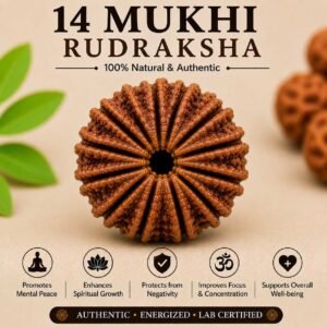 14 Mukhi Rudraksha