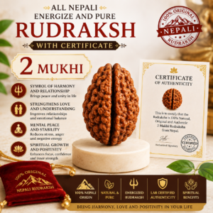 2 Mukhi Rudraksha