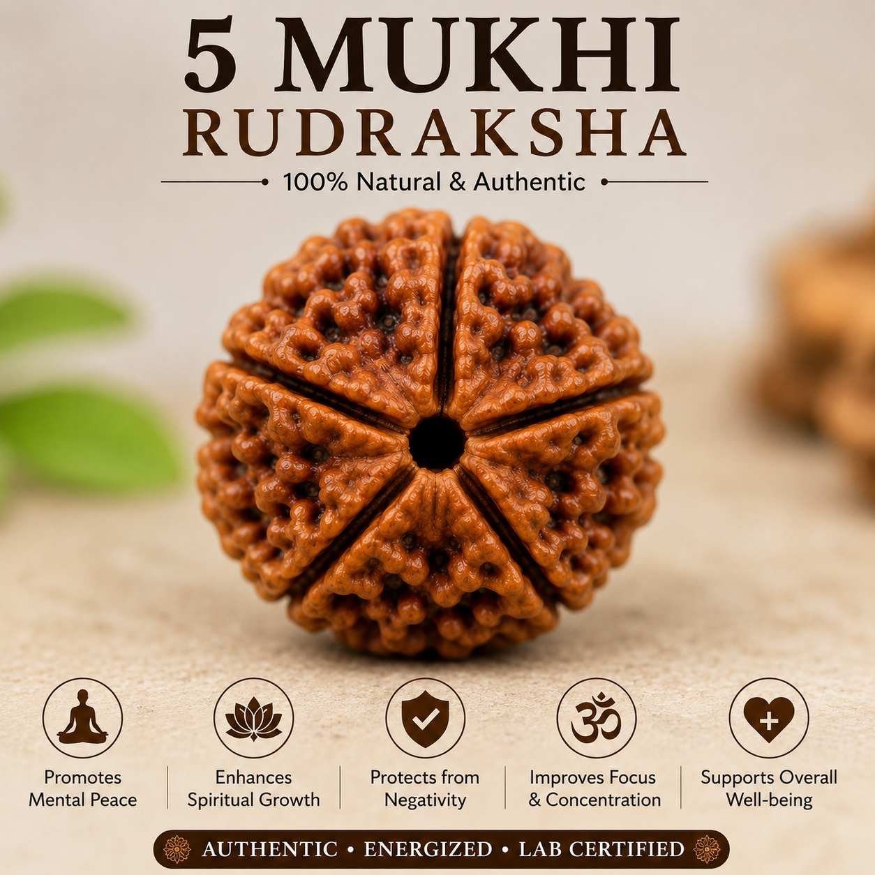 5 Mukhi Rudraksha