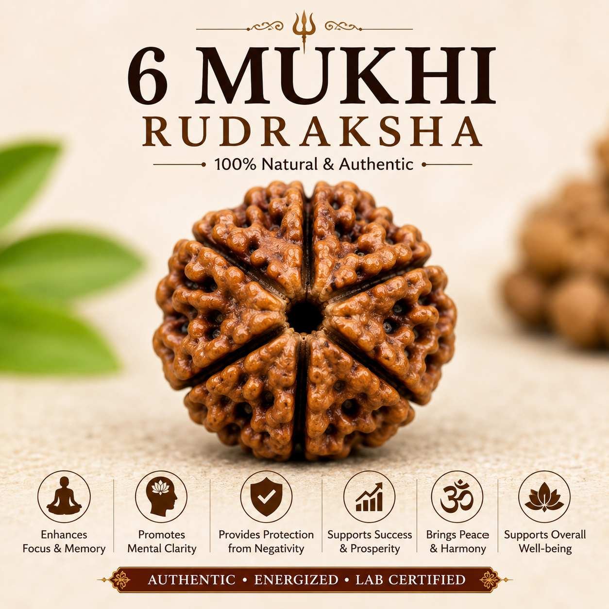 6 Mukhi Rudraksha