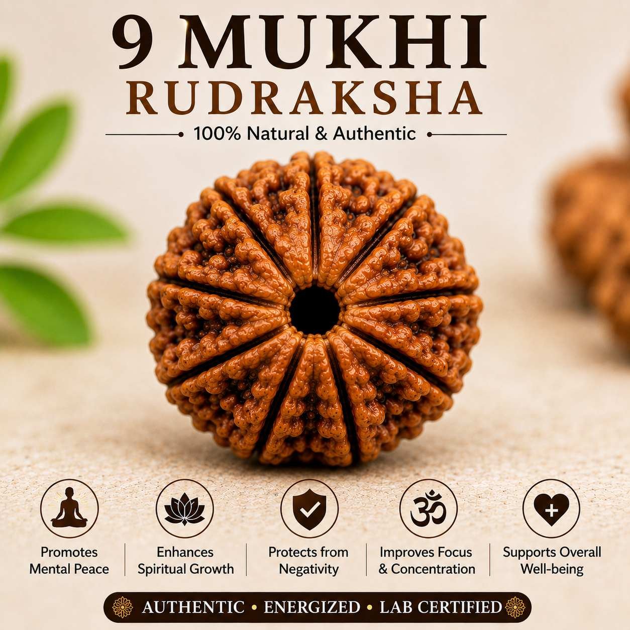9 Mukhi Rudraksha